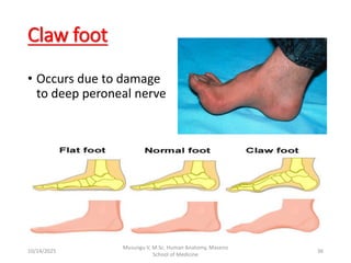 Applied anatomy of foot for medical students | PDF