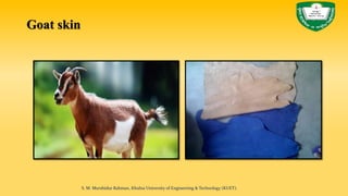 Goat skin
S. M. Murshidur Rahman, Khulna University of Engineering & Technology (KUET).
 