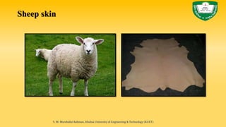 Sheep skin
S. M. Murshidur Rahman, Khulna University of Engineering & Technology (KUET).
 