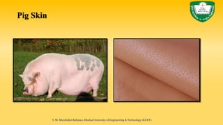 Pig Skin
S. M. Murshidur Rahman, Khulna University of Engineering & Technology (KUET).
 