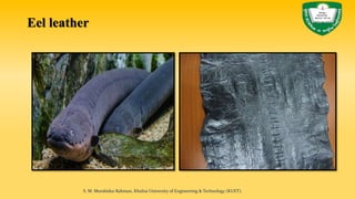 Eel leather
S. M. Murshidur Rahman, Khulna University of Engineering & Technology (KUET).
 