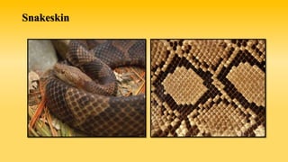 Snakeskin
 
