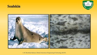 Sealskin
S. M. Murshidur Rahman, Khulna University of Engineering & Technology (KUET).
 