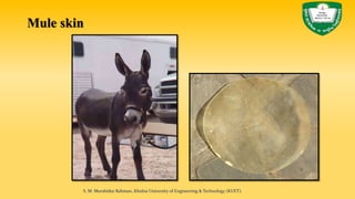Mule skin
S. M. Murshidur Rahman, Khulna University of Engineering & Technology (KUET).
 