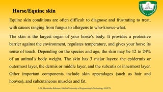 Horse/Equine skin
Equine skin conditions are often difficult to diagnose and frustrating to treat,
with causes ranging from fungus to allergens to who-knows-what.
The skin is the largest organ of your horse’s body. It provides a protective
barrier against the environment, regulates temperature, and gives your horse its
sense of touch. Depending on the species and age, the skin may be 12 to 24%
of an animal’s body weight. The skin has 3 major layers: the epidermis or
outermost layer, the dermis or middle layer, and the subcutis or innermost layer.
Other important components include skin appendages (such as hair and
hooves), and subcutaneous muscles and fat.
S. M. Murshidur Rahman, Khulna University of Engineering & Technology (KUET).
 