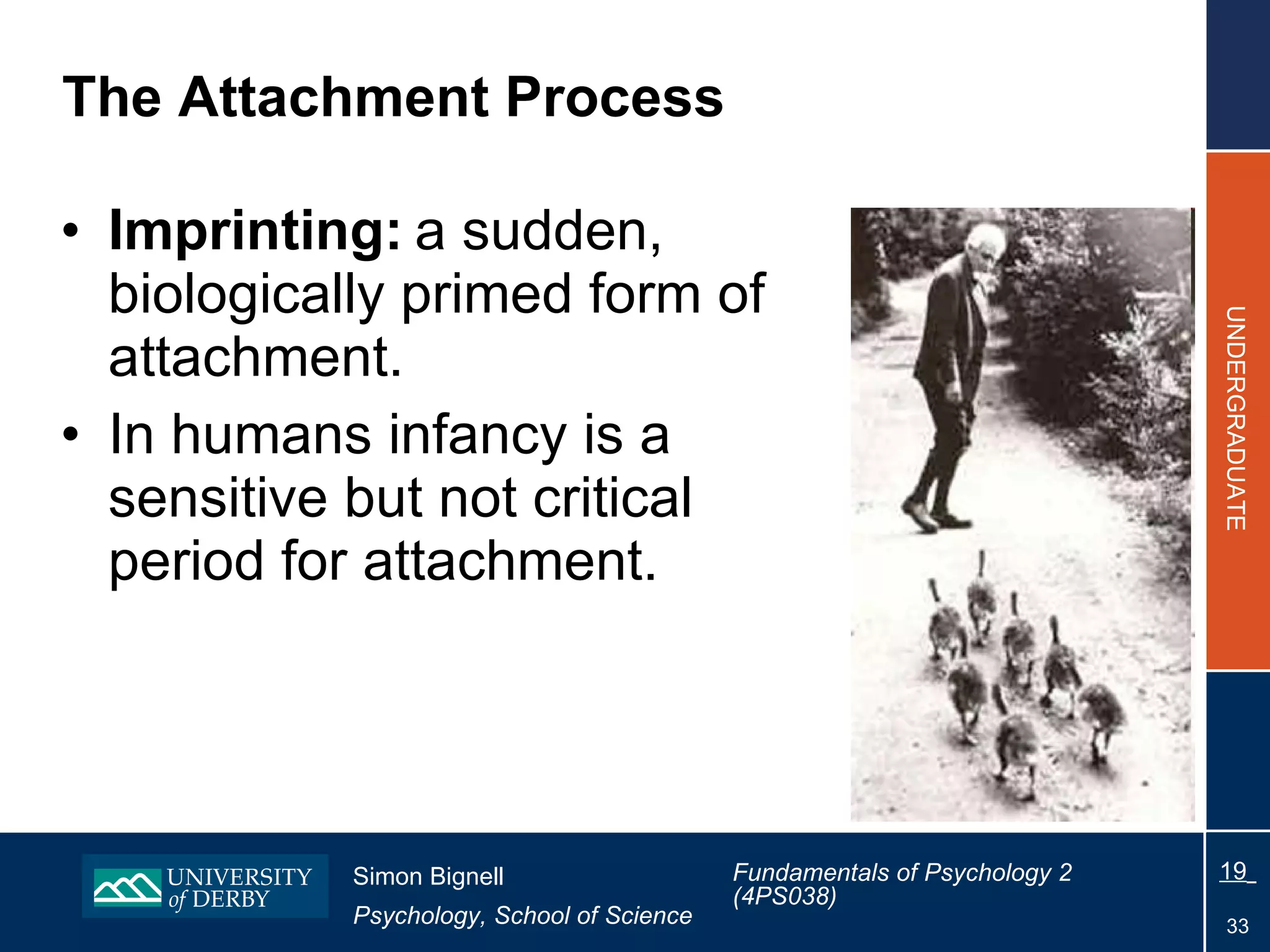The Attachment Process Imprinting:   a sudden, biologically primed form of attachment. In humans  infancy is a sensitive but not critical period for attachment. 