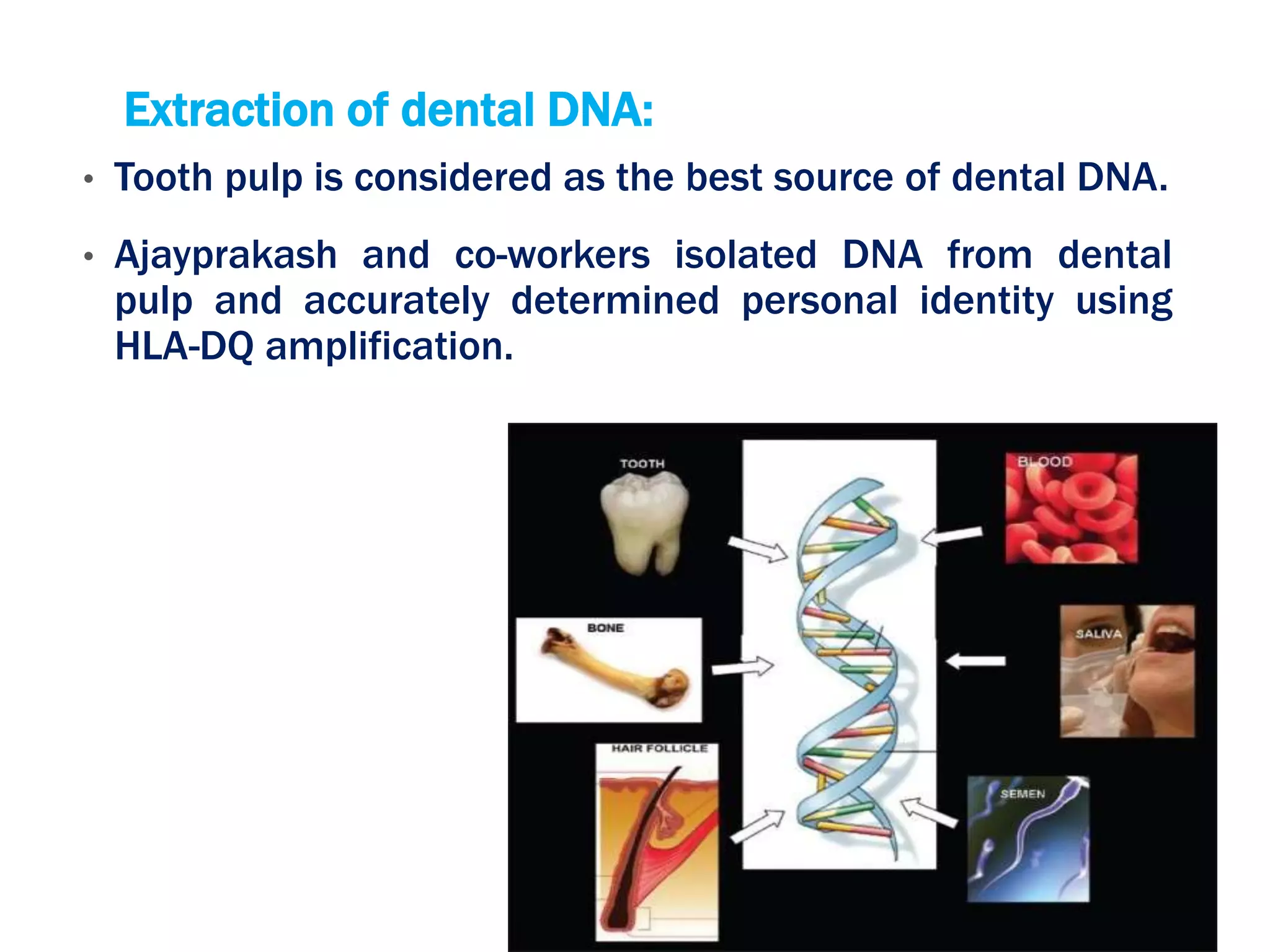 Extraction of dental DNA:
• Tooth pulp is considered as the best source of dental DNA.
• Ajayprakash and co-workers isolated DNA from dental
pulp and accurately determined personal identity using
HLA-DQ amplification.
 
