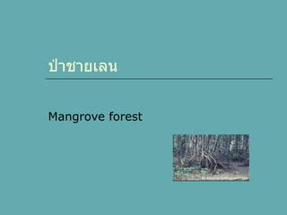 Mangrove forest ป่าชายเลน 