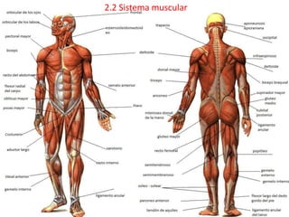 2.2 Sistema muscular
 