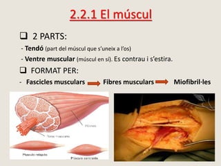 2.2.1 El múscul
 2 PARTS:
- Tendó (part del múscul que s’uneix a l’os)
- Ventre muscular (múscul en sí). Es contrau i s’estira.
 FORMAT PER:
- Fascicles musculars Fibres musculars Miofibril·les
 