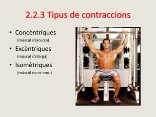 2.2.3 Tipus de contraccions
• Concèntriques
(múscul s’escurça)
• Excèntriques
(múscul s’allarga)
• Isomètriques
(múscul no es mou)
 