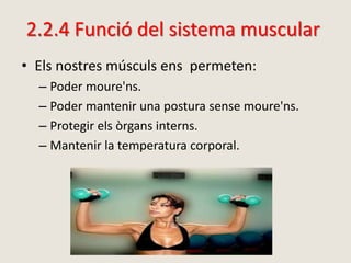 2.2.4 Funció del sistema muscular
• Els nostres músculs ens permeten:
– Poder moure'ns.
– Poder mantenir una postura sense moure'ns.
– Protegir els òrgans interns.
– Mantenir la temperatura corporal.
 