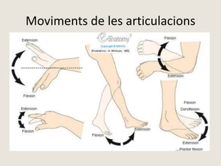Moviments de les articulacions
 