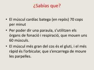 ¿Sabías que?
• El múscul cardíac batega (en repòs) 70 cops
per minut
• Per poder dir una paraula, s’utilitzen els
òrgans de fonació i respiració, que mouen uns
60 músculs.
• El múscul més gran del cos és el gluti, i el més
ràpid és l’orbicular, que s’encarrega de moure
les parpelles.
 
