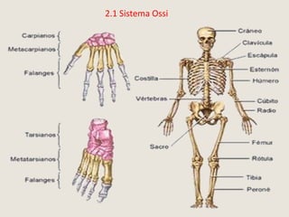 2.1 Sistema Ossi
 