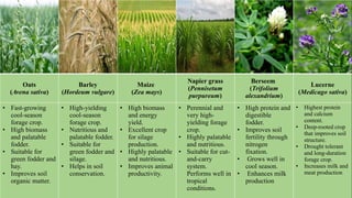 Oats
(Avena sativa)
Barley
(Hordeum vulgare)
Maize
(Zea mays)
Napier grass
(Pennisetum
purpureum)
Berseem
(Trifolium
alexandrium)
Lucerne
(Medicago sativa)
• Fast-growing
cool-season
forage crop.
• High biomass
and palatable
fodder.
• Suitable for
green fodder and
hay.
• Improves soil
organic matter.
• High-yielding
cool-season
forage crop.
• Nutritious and
palatable fodder.
• Suitable for
green fodder and
silage.
• Helps in soil
conservation.
• High biomass
and energy
yield.
• Excellent crop
for silage
production.
• Highly palatable
and nutritious.
• Improves animal
productivity.
• Perennial and
very high-
yielding forage
crop.
• Highly palatable
and nutritious.
• Suitable for cut-
and-carry
system.
Performs well in
tropical
conditions.
• High protein and
digestible
fodder.
• Improves soil
fertility through
nitrogen
fixation.
• Grows well in
cool season.
• Enhances milk
production
• Highest protein
and calcium
content.
• Deep-rooted crop
that improves soil
structure.
• Drought tolerant
and long-duration
forage crop.
• Increases milk and
meat production
 