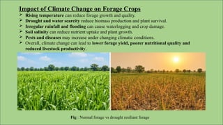 Impact of Climate Change on Forage Crops
 Rising temperature can reduce forage growth and quality.
 Drought and water scarcity reduce biomass production and plant survival.
 Irregular rainfall and flooding can cause waterlogging and crop damage.
 Soil salinity can reduce nutrient uptake and plant growth.
 Pests and diseases may increase under changing climatic conditions.
 Overall, climate change can lead to lower forage yield, poorer nutritional quality and
reduced livestock productivity.
Fig : Normal forage vs drought resiliant forage
 