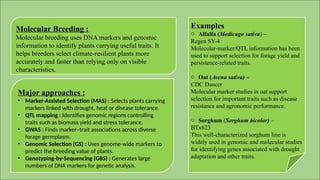 Molecular Breeding :
Molecular breeding uses DNA markers and genomic
information to identify plants carrying useful traits. It
helps breeders select climate-resilient plants more
accurately and faster than relying only on visible
characteristics.
Major approaches :
• Marker-Assisted Selection (MAS) : Selects plants carrying
markers linked with drought, heat or disease tolerance.
• QTL mapping : Identifies genomic regions controlling
traits such as biomass yield and stress tolerance.
• GWAS : Finds marker–trait associations across diverse
forage germplasm.
• Genomic Selection (GS) : Uses genome-wide markers to
predict the breeding value of plants.
• Genotyping-by-Sequencing (GBS) : Generates large
numbers of DNA markers for genetic analysis.
Examples
o Alfalfa (Medicago sativa) –
Regen SY-4
Molecular-marker/QTL information has been
used to support selection for forage yield and
persistence-related traits.
o Oat (Avena sativa) –
CDC Dancer
Molecular marker studies in oat support
selection for important traits such as disease
resistance and agronomic performance.
o Sorghum (Sorghum bicolor) –
BTx623
This well-characterized sorghum line is
widely used in genomic and molecular studies
for identifying genes associated with drought
adaptation and other traits.
 
