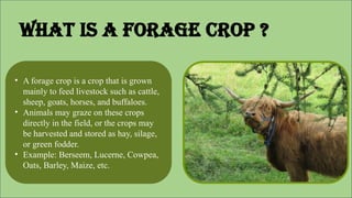 • A forage crop is a crop that is grown
mainly to feed livestock such as cattle,
sheep, goats, horses, and buffaloes.
• Animals may graze on these crops
directly in the field, or the crops may
be harvested and stored as hay, silage,
or green fodder.
• Example: Berseem, Lucerne, Cowpea,
Oats, Barley, Maize, etc.
What is a Forage crop ?
 