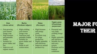 Oats
(Avena sativa)
Barley
(Hordeum vulgare)
Maize
(Zea mays)
Napier grass
(Pennisetum
purpureum)
Berseem
(Trifolium
alexandrium)
Lucerne
(Medicago sativa)
• Fast-growing
cool-season
forage crop.
• High biomass
and palatable
fodder.
• Suitable for
green fodder and
hay.
• Improves soil
organic matter.
• High-yielding
cool-season
forage crop.
• Nutritious and
palatable fodder.
• Suitable for
green fodder and
silage.
• Helps in soil
conservation.
• High biomass
and energy
yield.
• Excellent crop
for silage
production.
• Highly palatable
and nutritious.
• Improves animal
productivity.
• Perennial and
very high-
yielding forage
crop.
• Highly palatable
and nutritious.
• Suitable for cut-
and-carry
system.
Performs well in
tropical
conditions.
• High protein and
digestible
fodder.
• Improves soil
fertility through
nitrogen
fixation.
• Grows well in
cool season.
• Enhances milk
production
• Highest protein
and calcium
content.
• Deep-rooted crop
that improves soil
structure.
• Drought tolerant
and long-duration
forage crop.
• Increases milk and
meat production
Major Fo
Their I
 