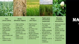 Oats
(Avena sativa)
Barley
(Hordeum vulgare)
Maize
(Zea mays)
Napier grass
(Pennisetum
purpureum)
Berseem
(Trifolium
alexandrium)
Lucerne
(Medicago sativa)
• Fast-growing
cool-season
forage crop.
• High biomass
and palatable
fodder.
• Suitable for
green fodder and
hay.
• Improves soil
organic matter.
• High-yielding
cool-season
forage crop.
• Nutritious and
palatable fodder.
• Suitable for
green fodder and
silage.
• Helps in soil
conservation.
• High biomass
and energy
yield.
• Excellent crop
for silage
production.
• Highly palatable
and nutritious.
• Improves animal
productivity.
• Perennial and
very high-
yielding forage
crop.
• Highly palatable
and nutritious.
• Suitable for cut-
and-carry
system.
Performs well in
tropical
conditions.
• High protein and
digestible
fodder.
• Improves soil
fertility through
nitrogen
fixation.
• Grows well in
cool season.
• Enhances milk
production
• Highest protein
and calcium
content.
• Deep-rooted crop
that improves soil
structure.
• Drought tolerant
and long-duration
forage crop.
• Increases milk and
meat production
Ma
T
 