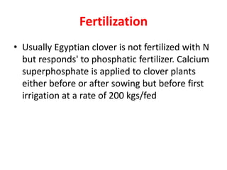 Fertilization
• Usually Egyptian clover is not fertilized with N
but responds' to phosphatic fertilizer. Calcium
superphos...
