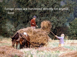 Forage crops are harvested directly for animal
feed.
 