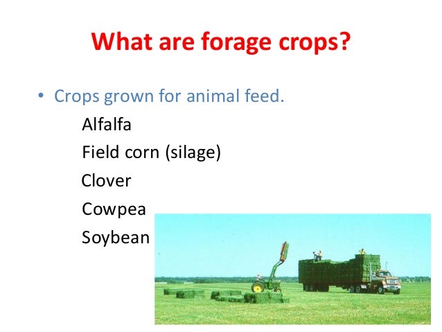 forage crops forage crops