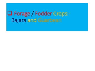  Forage / Fodder Crops:-
Bajara and Guarbean
 