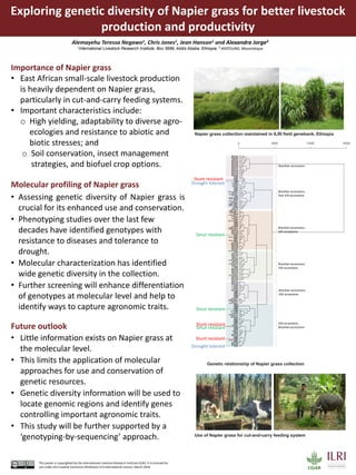 Exploring genetic diversity of Napier grass for better livestock
production and productivity
Molecular profiling of Napier...