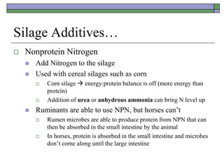 Silage Additives…
 Nonprotein Nitrogen
 Add Nitrogen to the silage
 Used with cereal silages such as corn
 Corn silage  energy:protein balance is off (more energy than
protein)
 Addition of urea or anhydrous ammonia can bring N level up
 Ruminants are able to use NPN, but horses can’t
 Rumen microbes are able to produce protein from NPN that can
then be absorbed in the small intestine by the animal
 In horses, protein is absorbed in the small intestine and microbes
don’t come along until the large intestine
 