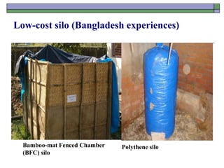 Low-cost silo (Bangladesh experiences)
Bamboo-mat Fenced Chamber
(BFC) silo
Polythene silo
 