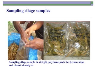 Sampling silage samples
Sampling silage sample in airtight polythene pack for fermentation
and chemical analysis
 