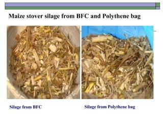 Maize stover silage from BFC and Polythene bag
Silage from BFC Silage from Polythene bag
 
