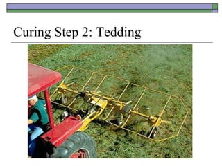 Curing Step 2: Tedding
 
