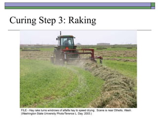 Curing Step 3: Raking
 