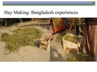 Hay Making: Bangladesh experiences
 