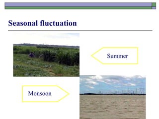 Seasonal fluctuation
Summer
Monsoon
Monsoon
 