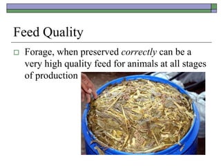 Feed Quality
 Forage, when preserved correctly can be a
very high quality feed for animals at all stages
of production
 