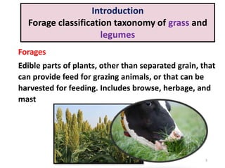 Forage production and conservation and forage identification | PPTX