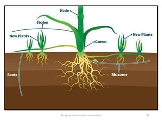 Forage Development Forage production and conservation and forage identification | PPTX