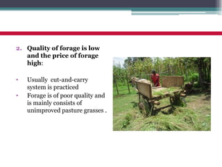 Practices of feeding dairy animals by SNV Client farmers and some recommendations for promising technologies