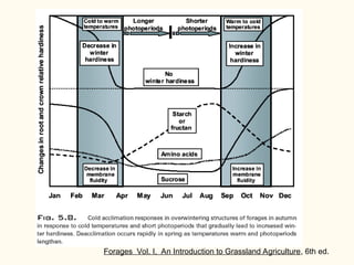 Forages515F11.ppt, forage crop descriptions | PPT