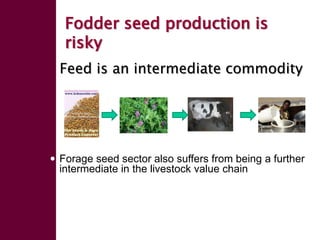 Forage seed supply in Ethiopia—Some thoughts on current status and how it might evolve