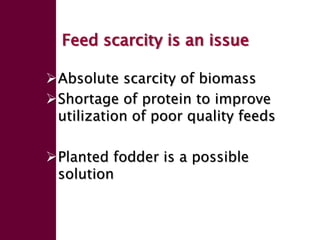 Forage seed supply in Ethiopia—Some thoughts on current status and how it might evolve