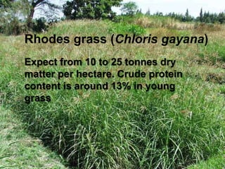 Forage seed supply in Ethiopia—Some thoughts on current status and how it might evolve