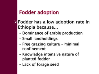 Forage seed supply in Ethiopia—Some thoughts on current status and how it might evolve