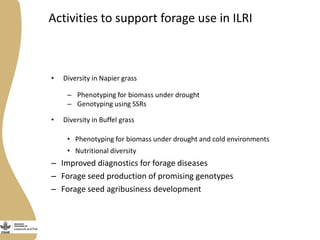 Activities to support forage use in ILRI
• Diversity in Napier grass
– Phenotyping for biomass under drought
– Genotyping using SSRs
• Diversity in Buffel grass
• Phenotyping for biomass under drought and cold environments
• Nutritional diversity
– Improved diagnostics for forage diseases
– Forage seed production of promising genotypes
– Forage seed agribusiness development
 
