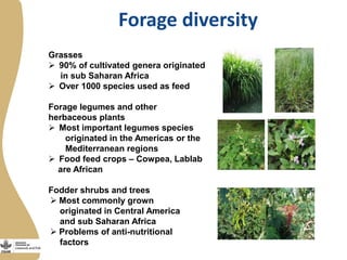 Forage diversity
Grasses
 90% of cultivated genera originated
in sub Saharan Africa
 Over 1000 species used as feed
Forage legumes and other
herbaceous plants
 Most important legumes species
originated in the Americas or the
Mediterranean regions
 Food feed crops – Cowpea, Lablab
are African
Fodder shrubs and trees
 Most commonly grown
originated in Central America
and sub Saharan Africa
 Problems of anti-nutritional
factors
 