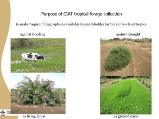 Purpose of CIAT tropical forage collection
to make tropical forage options available to small-holder farmers in lowland tropics
as ground cover
against drought
as living fence
against flooding
 